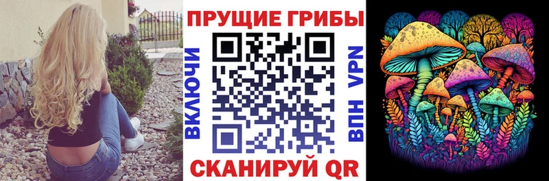 Купить  Камбарка  Галлюциногенные грибы Cubensis 